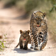 Singita leopard med unge