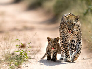Singita leopard med unge