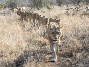 Sydafrika Singita